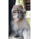 স্টিকার