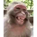 স্টিকার