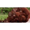 স্টিকার