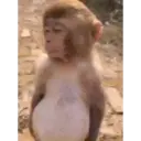 স্টিকার