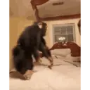 স্টিকার