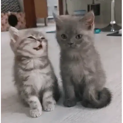 ស្ទីកเกอร์