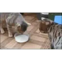 Կպչուն պիտակ