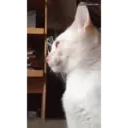 Կպչուն պիտակ