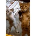 Կպչուն պիտակ