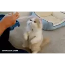 Կպչուն պիտակ