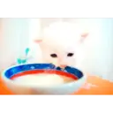 Կպչուն պիտակ