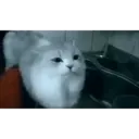 Կպչուն պիտակ