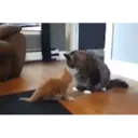 Կպչուն պիտակ