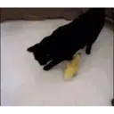 Կպչուն պիտակ