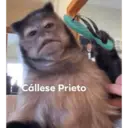 స్టికర్