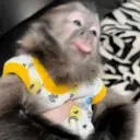 స్టికర్