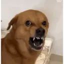 স্টিকার