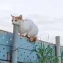 สติกเกอร์