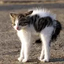 ස්ටිකර්