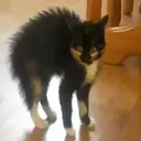 ස්ටිකර්