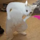 Կպչուն պիտակ