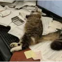 Կպչուն պիտակ