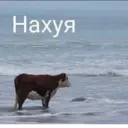 ස්ටිකර්