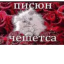 ස්ටිකර්