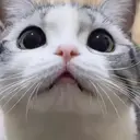 ස්ටිකර්