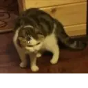 স্টিকার