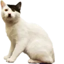 ස්ටිකර්