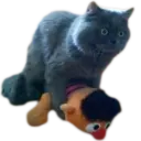 ස්ටිකර්