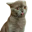 ස්ටිකර්