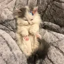 ស្ទីកเกอร์