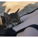 స్టికర్