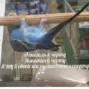 ஸ்டிக்கர்