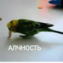 ஸ்டிக்கர்