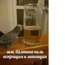 ஸ்டிக்கர்