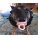 ස්ටිකර්