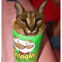 ස්ටිකර්