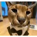 ස්ටිකර්