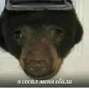 Կպչուն պիտակ