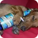 স্টিকার