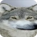 স্টিকার