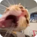 স্টিকার