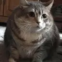 สติกเกอร์