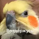Стикер