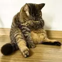 స్టికర్