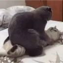 స్టికర్