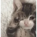 Կպչուն պիտակ