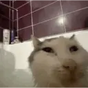 Կպչուն պիտակ