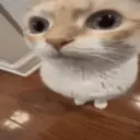 Կպչուն պիտակ