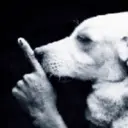 Կպչուն պիտակ