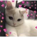 ස්ටිකර්